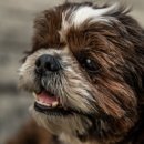 안양김준동물병원 이미지