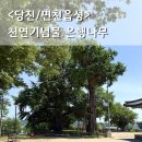 국수나무충남당진점 | 당진 면천 은행나무 1100년 천연기념물, 푸르른 6월 풍경 조용한 여행