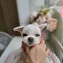 빠몽(PAWMONG) 이미지