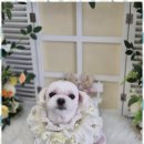 우리동네펫샵 이미지