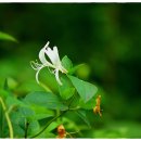 천상의 나무 이미지