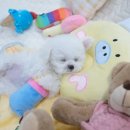 내품안의반려견 노원점 | [ 내품안의반려견 노원점 ]노원 건강한 강아지 분양