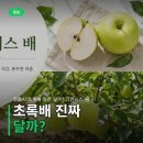 전참시 초록배 과연 달까? 그린시스 배 가격과 보관법 후기