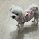 도그하우스 애견미용실 네이버블로그