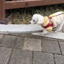 복돌이애견 이미지