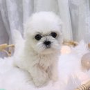 호야펫 구리점 이미지