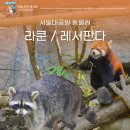 휠판다 | 서울대공원 동물원 레서판다 라쿤이랑 닮은꼴?