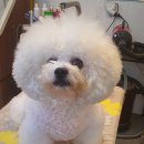 그루밍 펫 뷰티샵 이미지