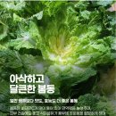봄동 이미지