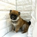 오독안심분양센터 강아지분양 고양이분양 시흥점 이미지