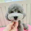 우리집강아지예쁘개 이미지