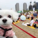 강아지를 부탁해(돌봄) 이미지