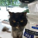 애드펫동물병원 이미지