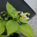 고요정원 이미지