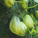 솔밭농장 이미지