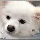 방학동물외과센터 이미지