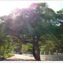 녹전시장 이미지