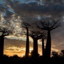 바오밥나무 이미지