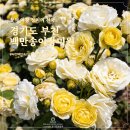 원미구 평천로 797-7 | 장미가 만개한 부천 백만송이장미원 경기도 주말나들이(주차, 임시주차장, 대중교통 이용방법)