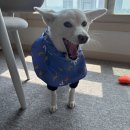 도그미 | 우비 모음 ( 후르타 , 위드워크 , 베럴즈 , 바잇미 , 분독 , 뮤니쿤트 , 논스톱도그웨어 ) 우비 관리법