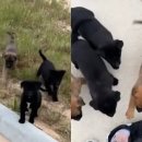 쿨한 강아지 이미지