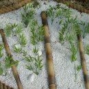 대나무골농장 이미지