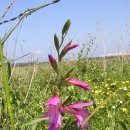 샤론의꽃 이미지