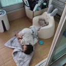 [육아일기] 생후 417일~423일 : 아기랑 가평 여행 (공감키즈가족스파계곡펜션, 은화별채, 마이다스 호텔)