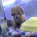 멍멍클럽 이미지