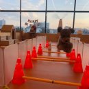 새울산유치원 | [등교하개] 울산 강아지 유치원