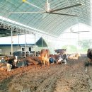 율원목장 이미지