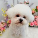 멍구르르 이미지