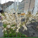 금성사슴목장 이미지