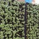 김인석 농장 이미지