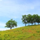 대관령 사파리 목장 이미지