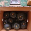 제주도 미니단호박 보우짱 [판매마감] 성원에 감사드립니다! 내년에 뵙겠습니다^^ 이미지