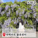 대백마트(대구역) | 대구 이색데이트 코스 대백마트 물류센터 등나무꽃 여행지 추천
