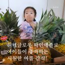 허니글로우 파인애플로 아이들이 좋아하는 시원한 여름간식