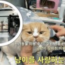 냥이를 사랑하는 멍멍이 네이버블로그