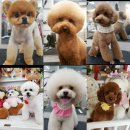 주민이네 복실강아지 이미지