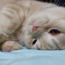 신촌동물병원 이미지