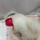 아이이뻐