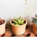 반려식물 다육토분 이미지