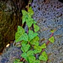 버스정류소_대정초교후문 이미지