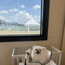 🐶800평 규모 양주애견카페 [매일 그개와]다녀왔어요 ~ 솔직 후기!