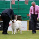 베베도그 이미지