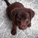 도그메리트 강아지 이미지