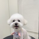 구름이네 애견미용 이미지