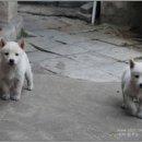 내강아지 이미지