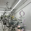 푸른체육관 | [내돈내산/주말토리 경험상점] 일 년 내내 푸른 크리스마스, 광명 우긋 아라우카리아 트리 클래스 경험...